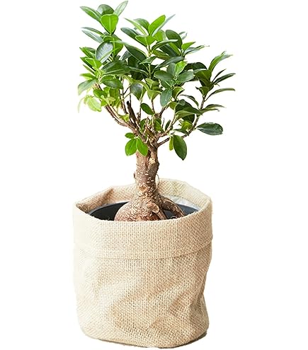Amazon.co.jp: （観葉植物）バオバブの木 アダンソニア ディギタータ